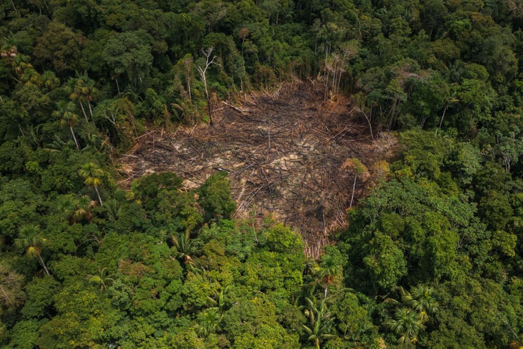 amazonia:-desmatamento-em-areas-de-conservacao-cai-31%-em-2025