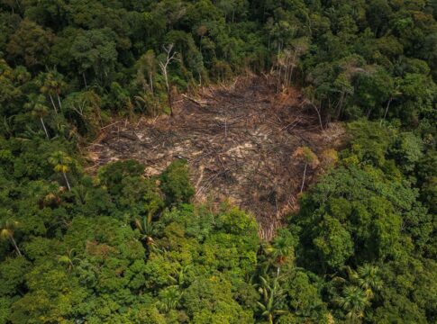 amazonia:-desmatamento-em-areas-de-conservacao-cai-31%-em-2025