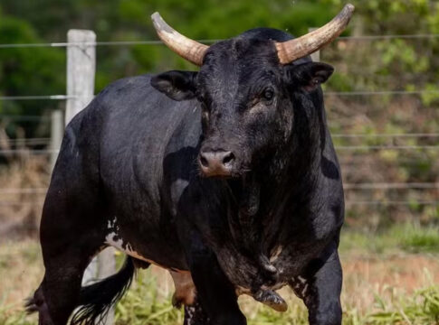 touro-mais-caro-do-brasil,-mickey-mouse-derruba-peao-em-3-segundos