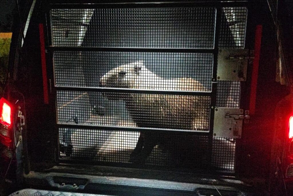 capivara-e-resgatada-apos-atropelamento-na-df-001