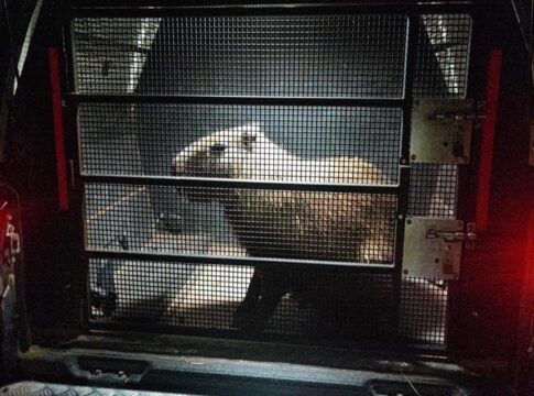 capivara-e-resgatada-apos-atropelamento-na-df-001