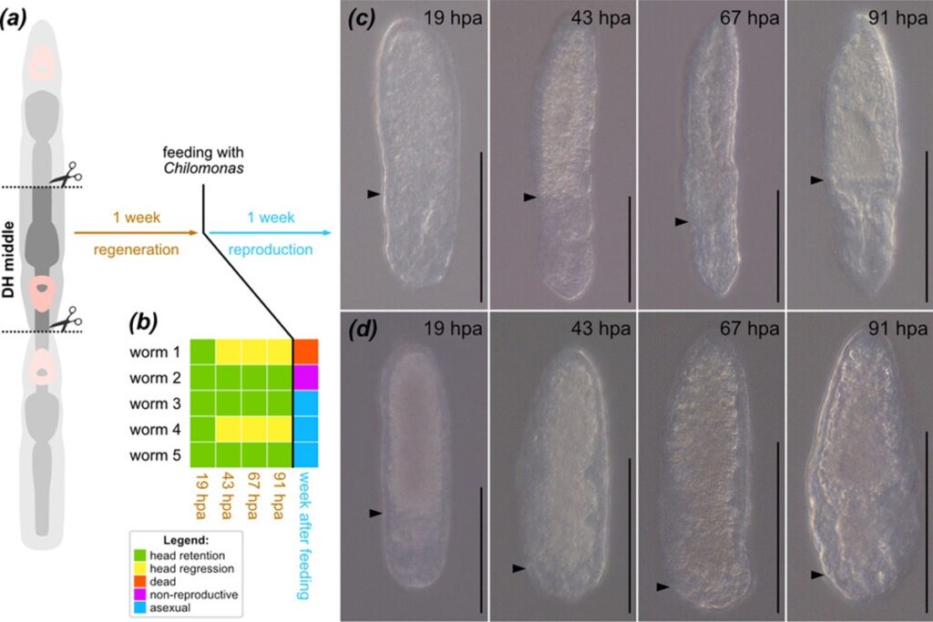 verme-pode-desenvolver-duas-cabecas-quando-cortado-ao-meio.-entenda