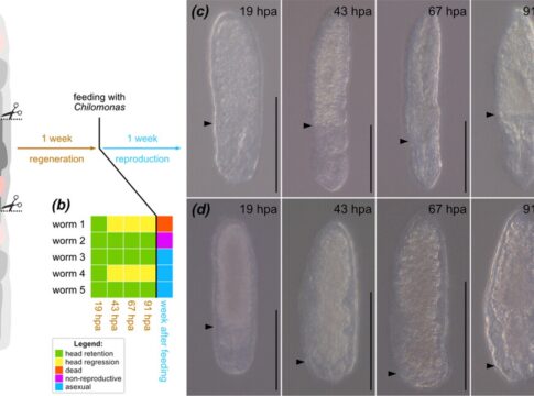 verme-pode-desenvolver-duas-cabecas-quando-cortado-ao-meio.-entenda