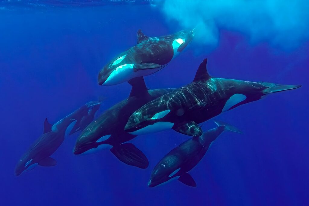 grupo-de-orcas-esta-aterrorizando-tubaroes-brancos-no-pacifico