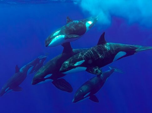 grupo-de-orcas-esta-aterrorizando-tubaroes-brancos-no-pacifico