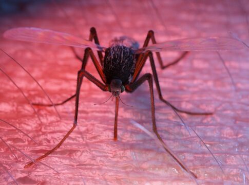 dengue:-vacina-qdenga-mantem-protecao-por-7-anos,-em-novo-estudo