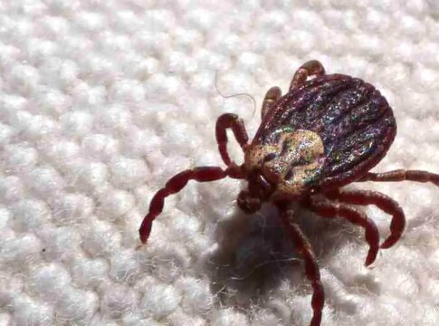 febre-maculosa-causa-mais-duas-mortes-no-interior-de-sao-paulo