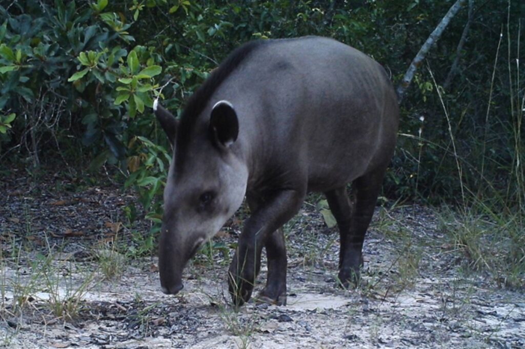 fragmentacao-da-mata-atlantica-ameaca-anta-brasileira,-diz-estudo