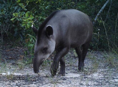 fragmentacao-da-mata-atlantica-ameaca-anta-brasileira,-diz-estudo