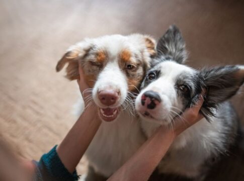 aprovado-projeto-que-concede-auxilio-para-protetores-de-animais-no-df