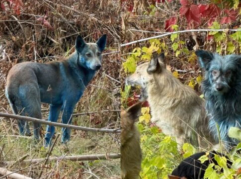 caes-azuis?-descubra-o-motivo-por-tras-do-misterio-em-chernobyl