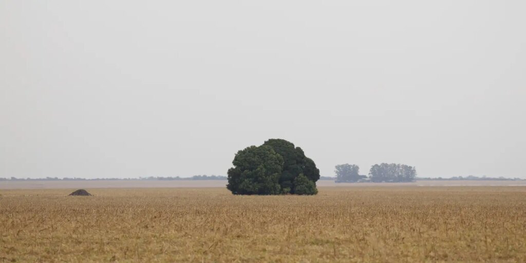 fronteira-cerrado:-o-agronegocio-entre-desenvolvimento-e-destruicao