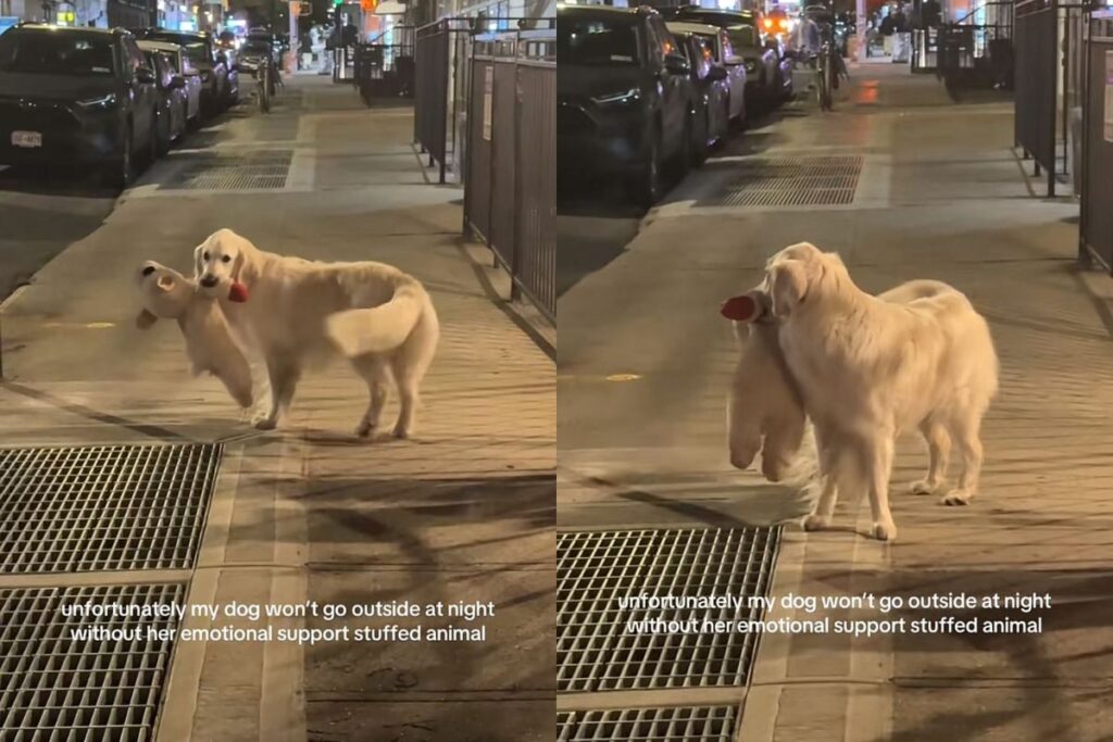 golden-retriever-faz-sucesso-com-habito-curioso-ao-passear