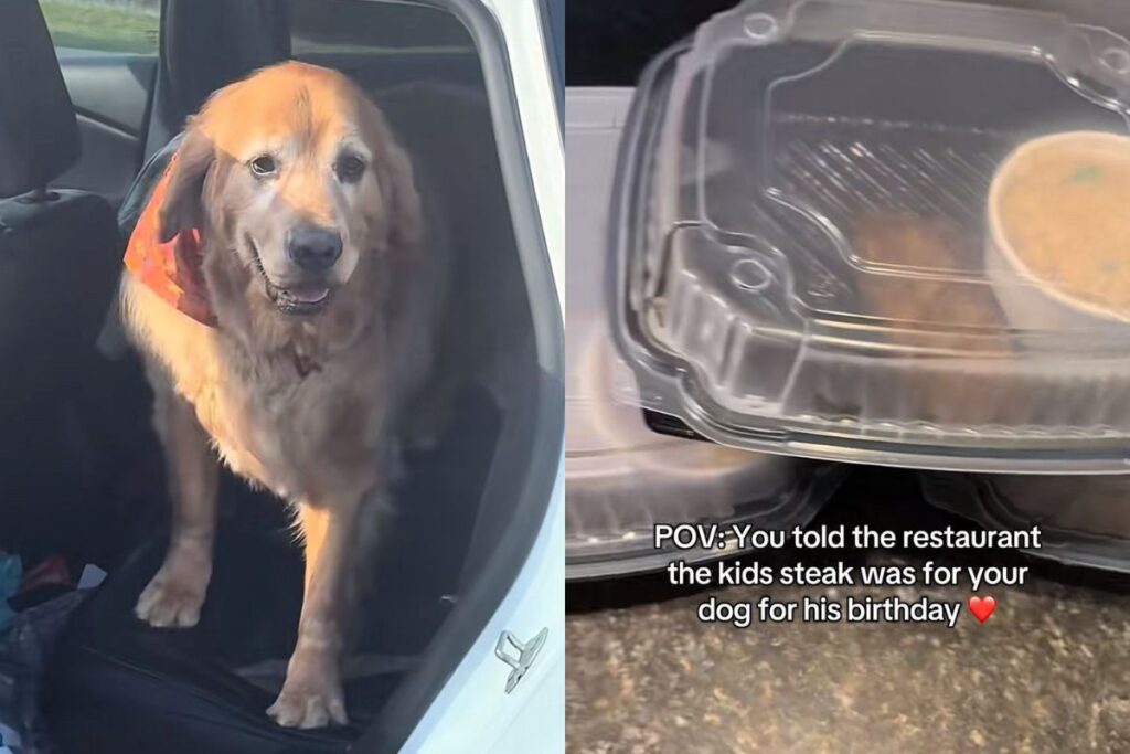 tutora-faz-pedido-especial-para-cao-e-ganha-surpresa-de-restaurante