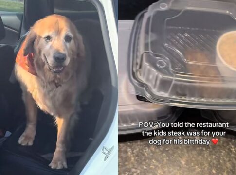 tutora-faz-pedido-especial-para-cao-e-ganha-surpresa-de-restaurante