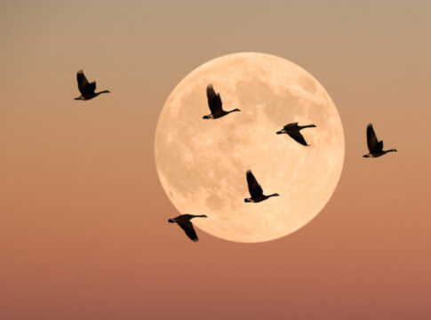 lua-cheia-em-touro:-o-que-cada-signo-pode-esperar