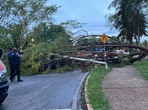 arvore-cai,-derruba-poste-sobre-carro-e-mulher-fica-presa-em-veiculo