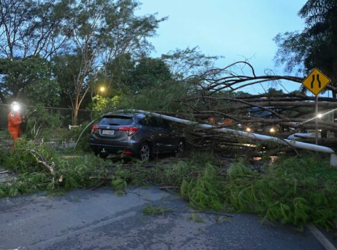 motorista-atingida-por-poste-passava-no-exato-momento-que-arvore-caiu