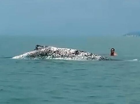 ibama-multa-homens-por-interagir-com-baleia-jubarte-debilitada