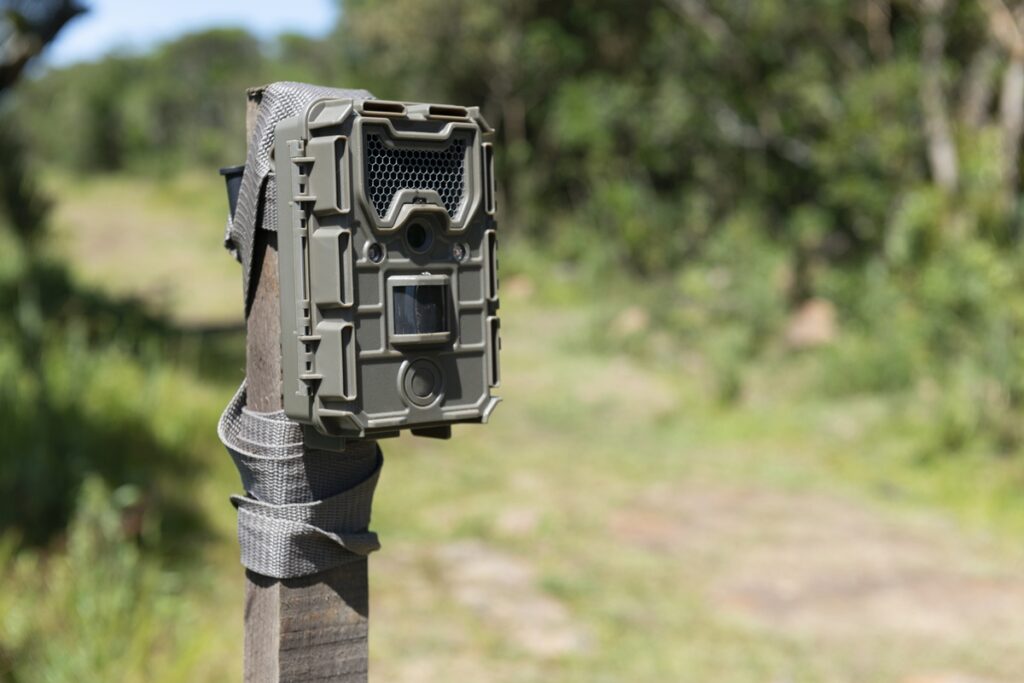 especie-rara-e-ameacada-de-extincao-e-flagrada-por-pesquisadores