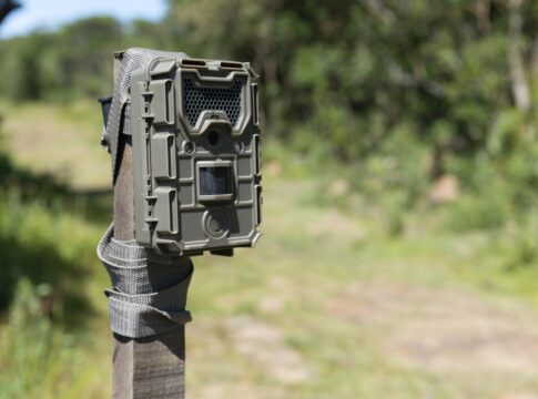 especie-rara-e-ameacada-de-extincao-e-flagrada-por-pesquisadores