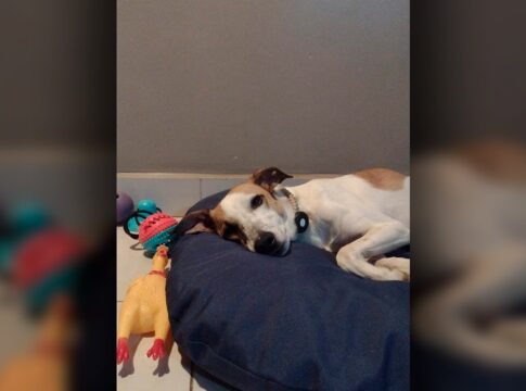 cachorro-some-apos-ser-atacado-por-outros-dois-durante-passeio-no-df