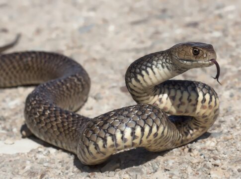 cobras-em-casa:-veja-as-especies-mais-comuns-e-como-agir-com-seguranca