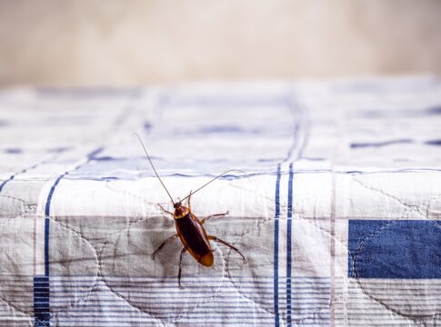 adeus,-baratas!-4-repelentes-naturais-que-afastam-os-insetos-de-casa