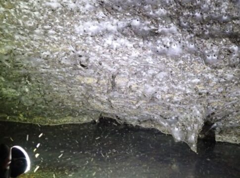 com-106-m²,-maior-teia-de-aranha-do-mundo-e-encontrada-em-caverna