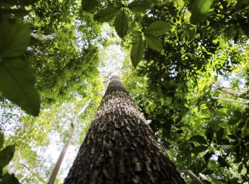 entenda-como-funciona-o-fundo-florestas-tropicais-para-sempre