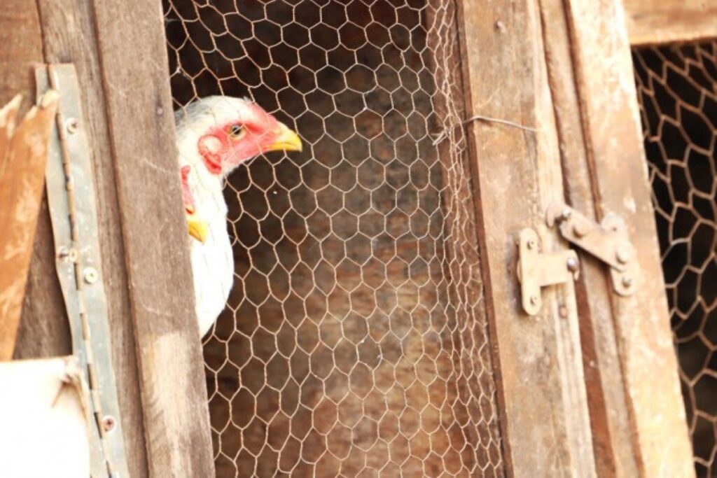 gripe-aviaria:-china-suspende-proibicao-de-importacoes-do-brasil