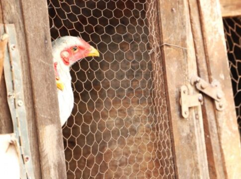 gripe-aviaria:-china-suspende-proibicao-de-importacoes-do-brasil