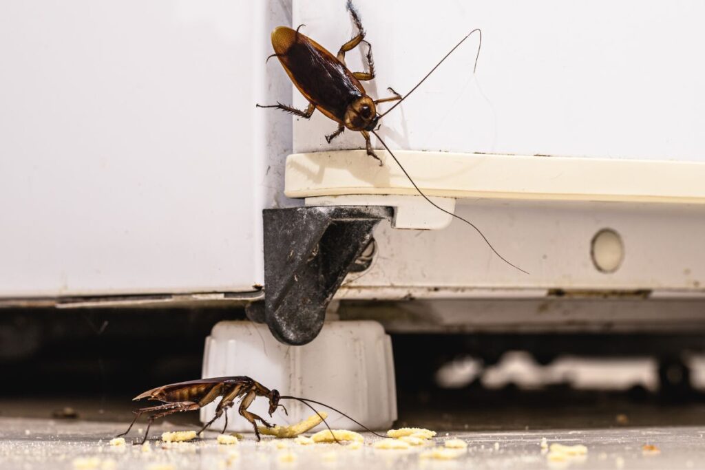 o-que-faz-as-baratas-invadirem-sua-casa-e-os-riscos-que-elas-trazem