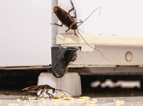 o-que-faz-as-baratas-invadirem-sua-casa-e-os-riscos-que-elas-trazem