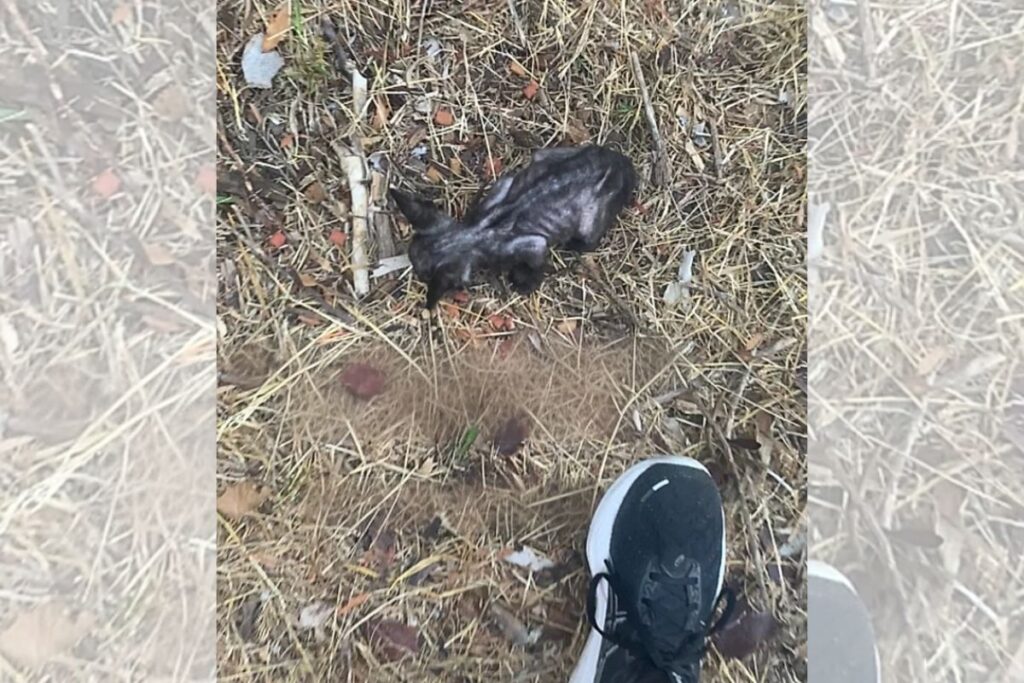 de-filhote-perdido-a-rainha:-o-resgate-que-mudou-a-vida-da-gata-de-rua