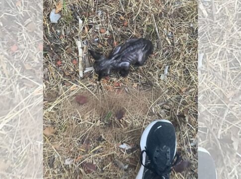 de-filhote-perdido-a-rainha:-o-resgate-que-mudou-a-vida-da-gata-de-rua