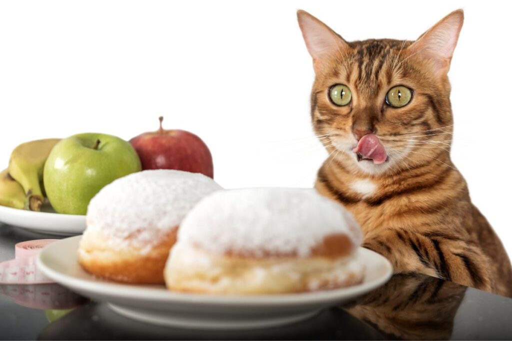 o-doce-engano:-por-que-acucar-nao-combina-com-a-dieta-do-gato