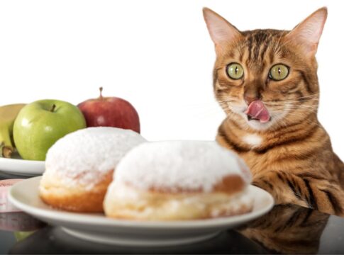 o-doce-engano:-por-que-acucar-nao-combina-com-a-dieta-do-gato