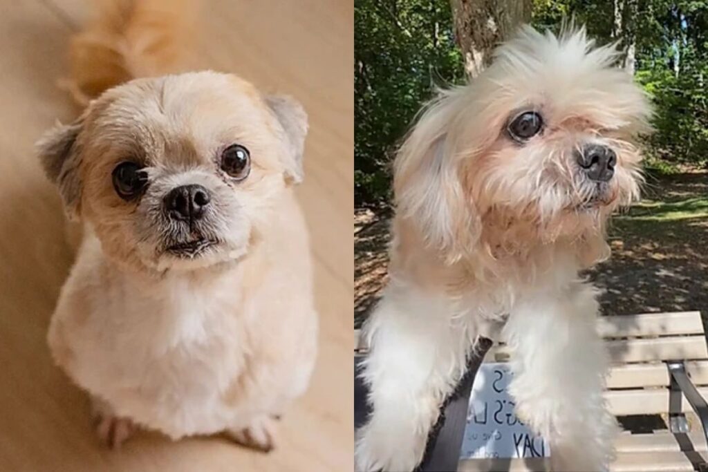 tutores-levam-cachorro-para-passar-seu-ultimo-dia-de-vida-em-um-parque