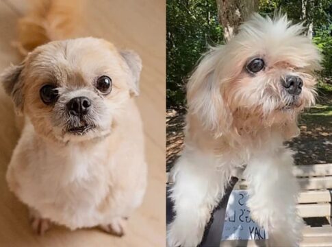 tutores-levam-cachorro-para-passar-seu-ultimo-dia-de-vida-em-um-parque