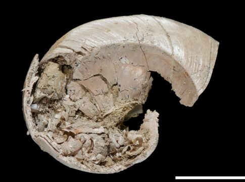 fossil-com-filhote-de-caracol-dentro-da-concha-e-encontrado-e-taiwan