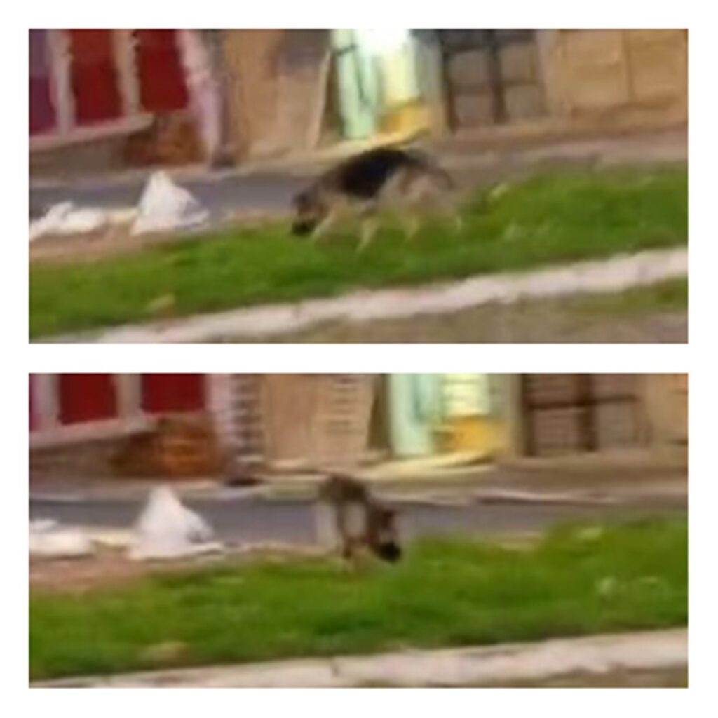 pastor-alemao-solto-na-rua-no-df-mata-pinscher-e-tutor-e-indiciado