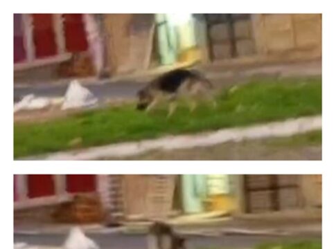 pastor-alemao-solto-na-rua-no-df-mata-pinscher-e-tutor-e-indiciado