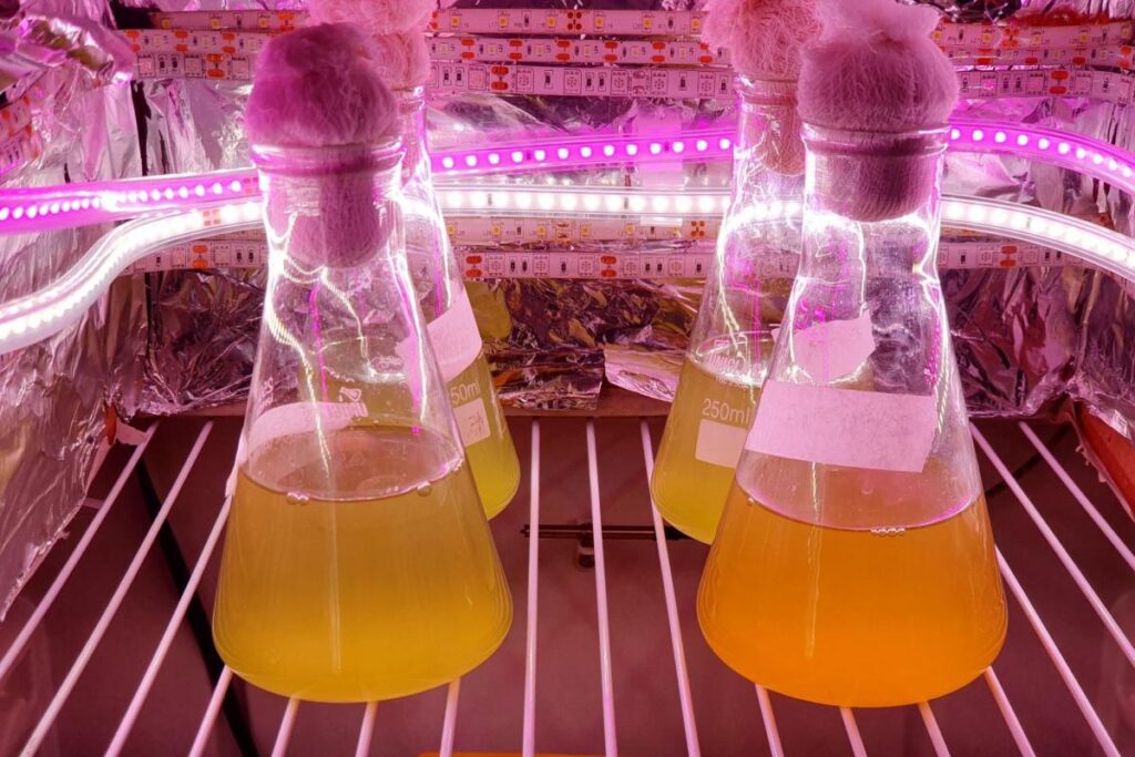 pesquisadores-da-unesp-usam-bacterias-para-gerar-eletricidade.-entenda