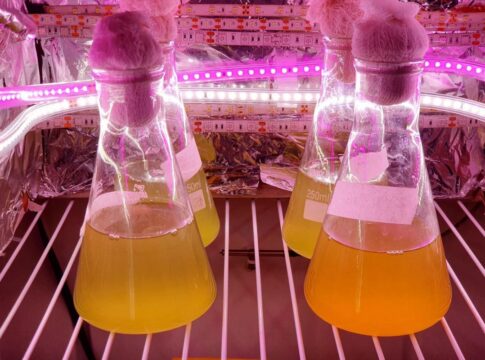 pesquisadores-da-unesp-usam-bacterias-para-gerar-eletricidade.-entenda