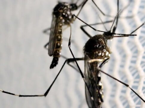 dia-d-de-combate-ao-aedes-aegypti-ocorre-neste-sabado-em-todo-o-pais