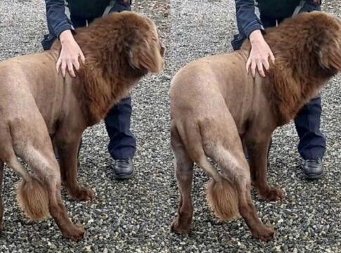 leao-na-floresta?-policia-desvenda-historia-de-animal-misterioso