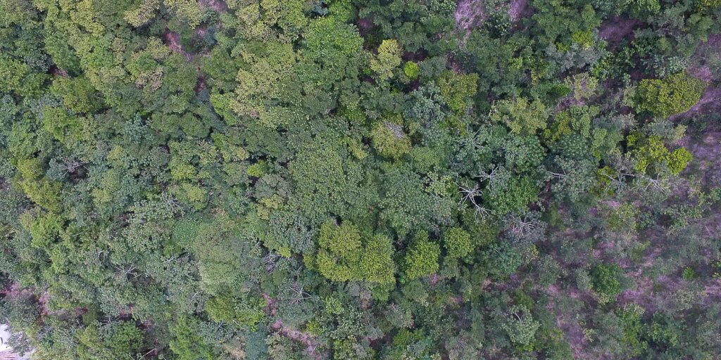 exposicao-digital-mostra-vida-nos-seis-biomas-brasileiros