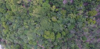 exposicao-digital-mostra-vida-nos-seis-biomas-brasileiros