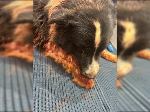 rottweilers-atacam-cachorro-em-canteiro-de-obras-no-sudoeste